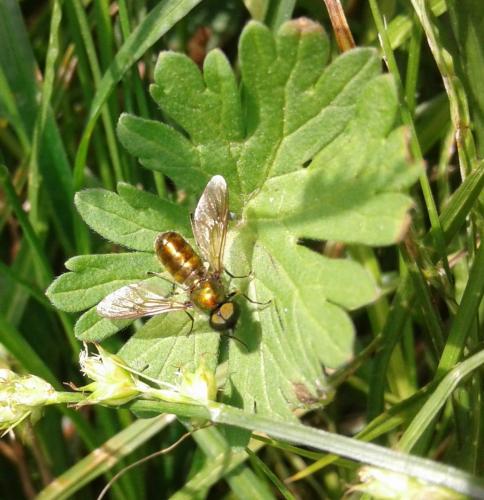 Chloromyia formosa